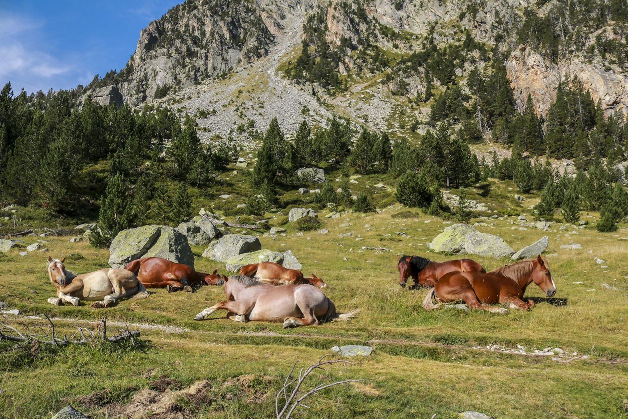 A lo largo del recorrido hacia el lago de Sant Maurici se pueden observar ejemplos de la ganadería del valle