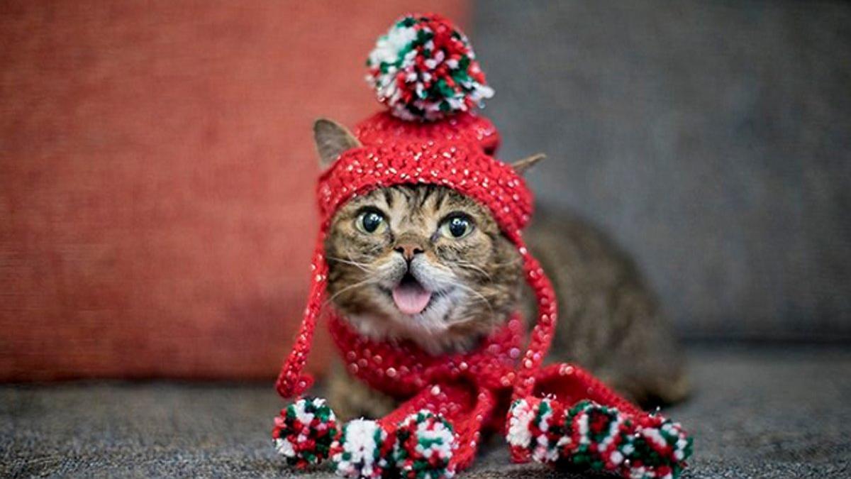 Lil Bub, en una de sus últimas fotografías colgadas en Instagram, vestida con motivos navideños.