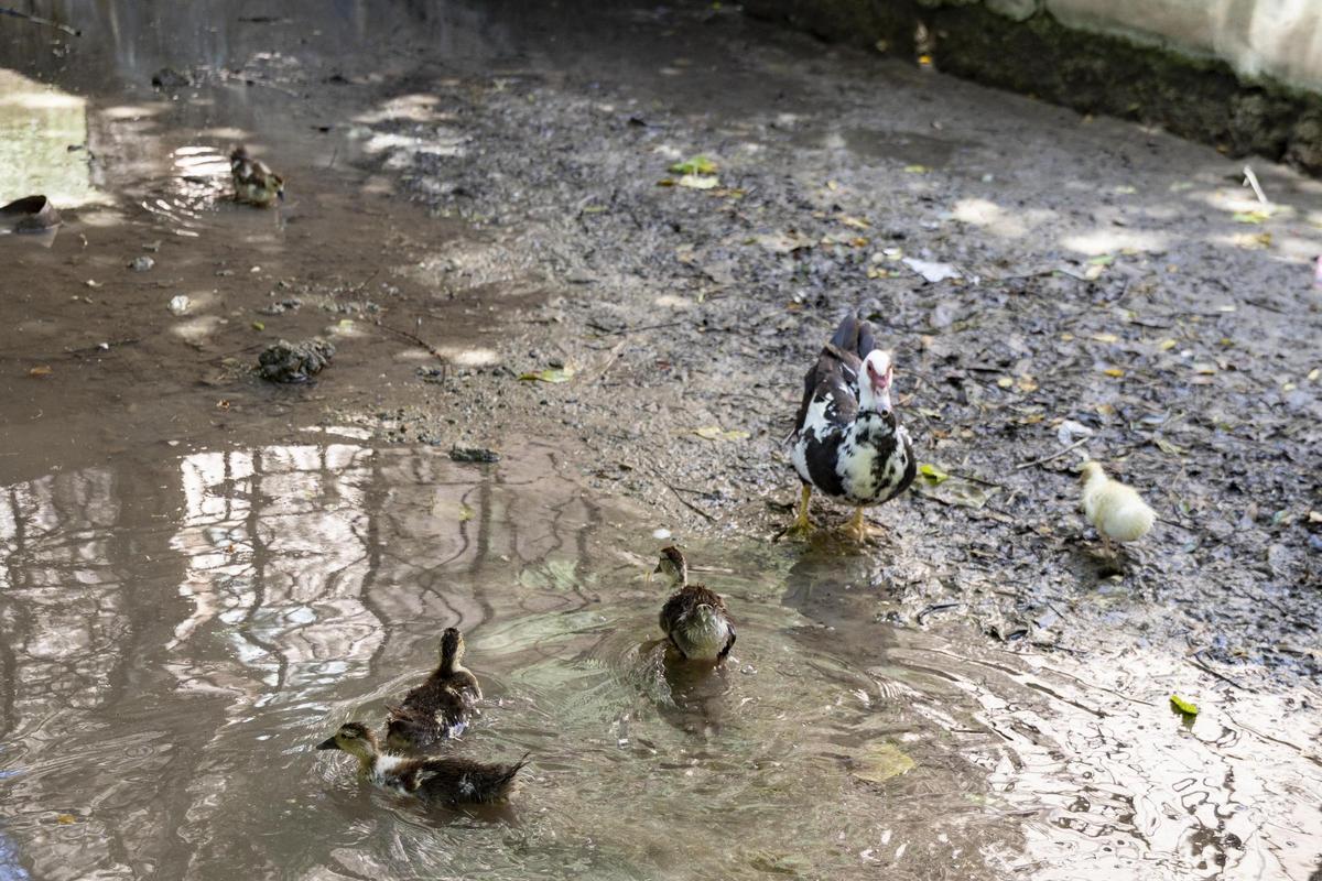 El rio Sants, de nuevo seco a su paso por Canals