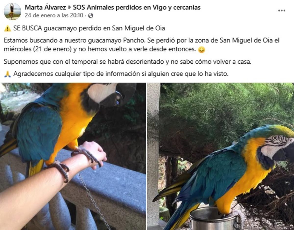 Guacamayo perdido en la zona de San Miguel de Oia.