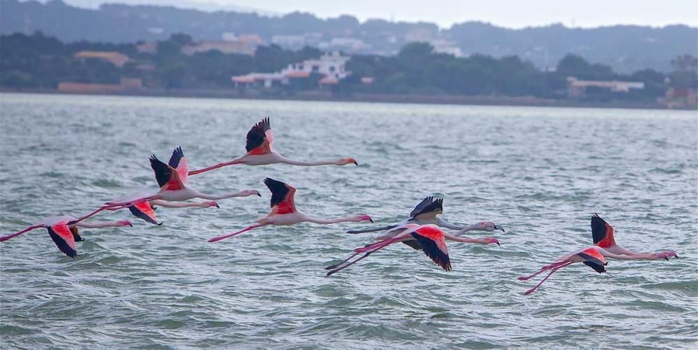 La recuperación de las salinas en Formentera