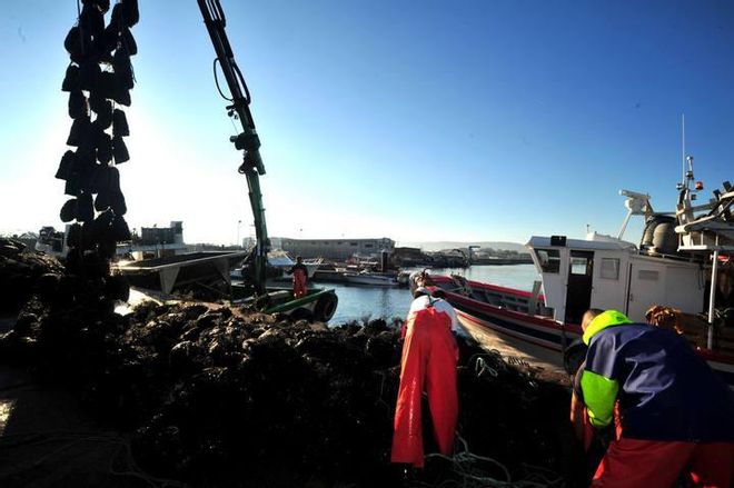 El mejillón recupera el pulso en Arousa