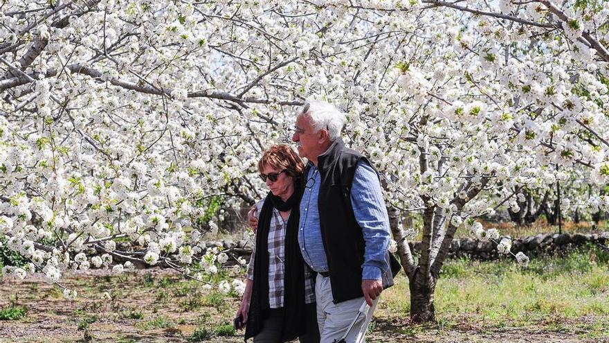 La eclosión del cerezo en flor