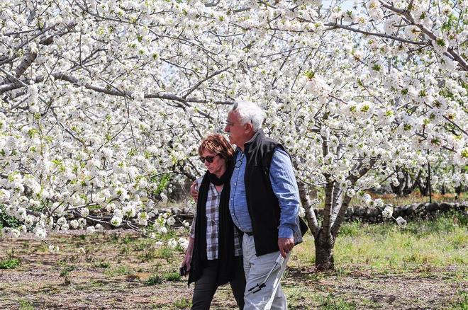 La eclosión del cerezo en flor