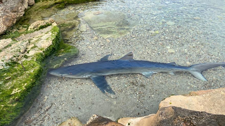 Precintada una playa de Ibiza por la presencia de un tiburón de casi 2 metros