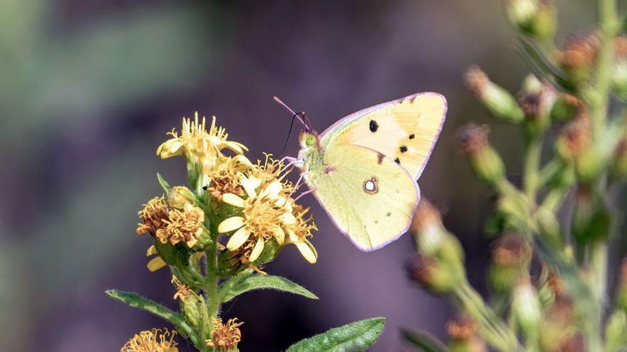‘Safranera’ (’Colias crocea’).