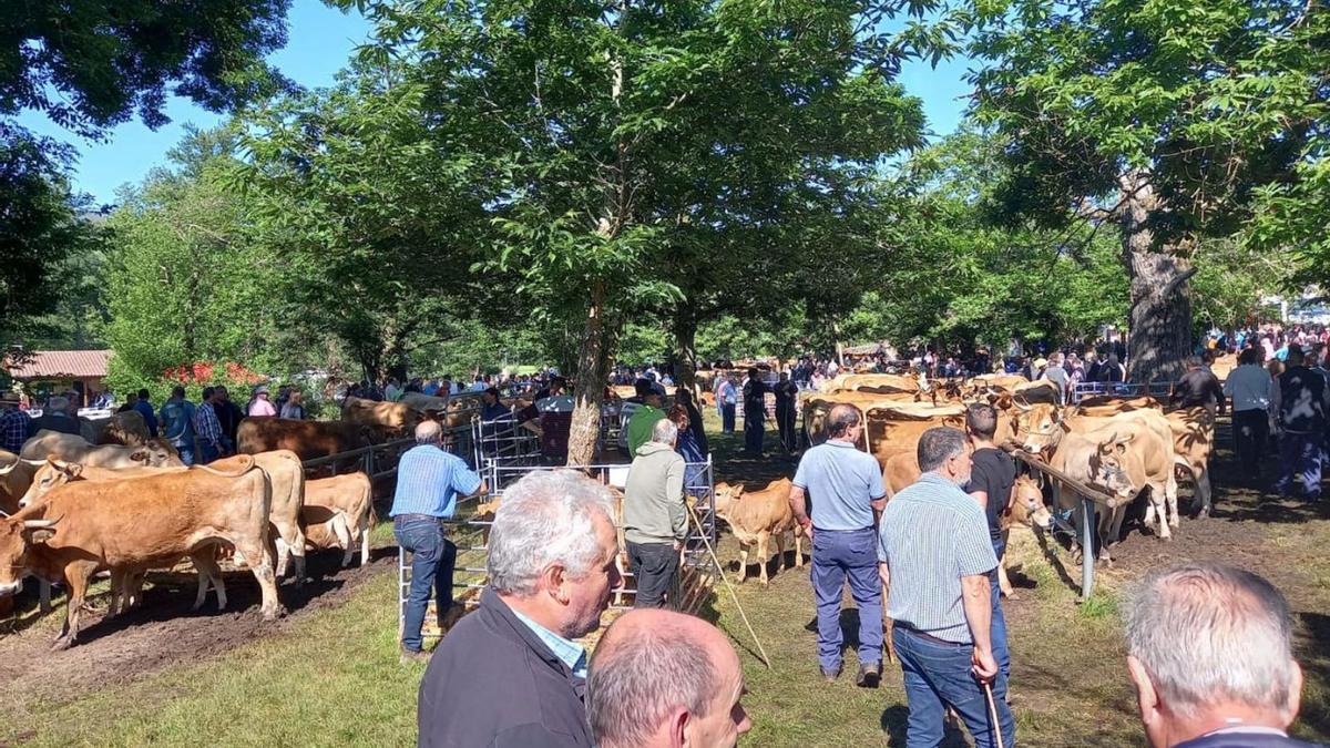 Ganaderos y reses, ayer, en el recinto ferial de Corao. | M. Villoria