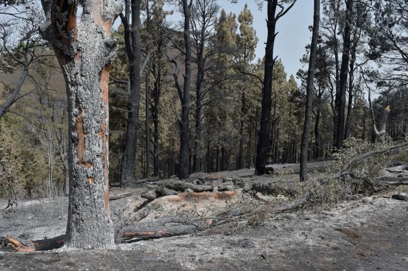 24-08-2019 TEJEDA. Zonas quemadas junto a la carretera de Cruz de Tejeda a Pinos de Galdar  | 24/08/2019 | Fotógrafo: Andrés Cruz