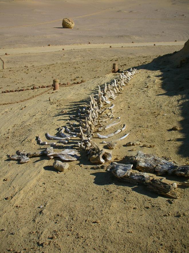 Valle de las Ballenas Egipto