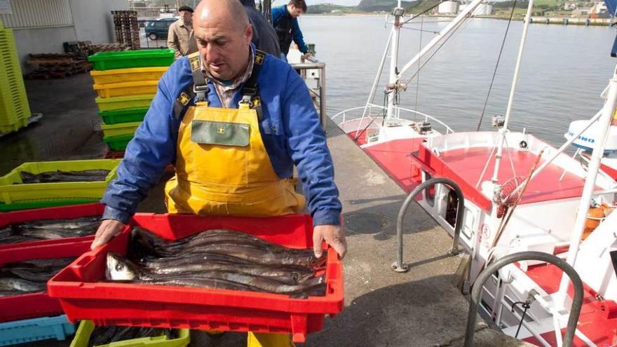 Un pescador descarga cajas de merluza en la rula de Avilés.