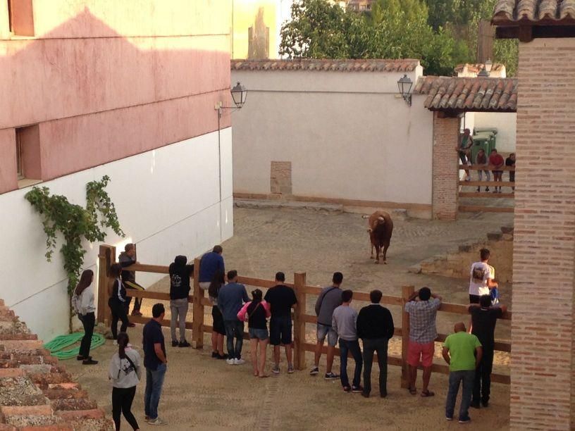 Fiestas Toro: Encierro urbano y suelta de vaquilla