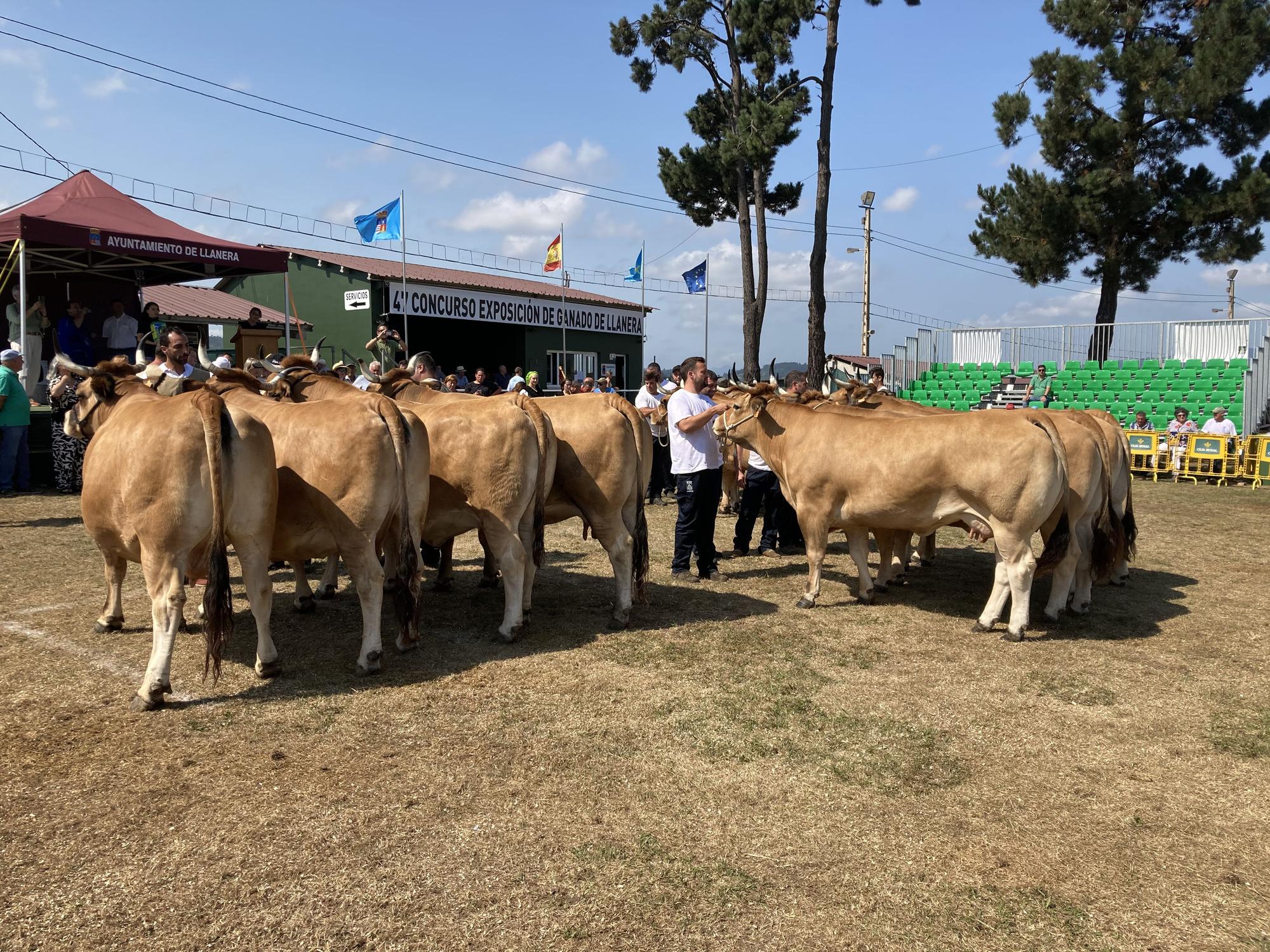 El concurso de ganado de Llanera fue todo un éxito: aquí tienes algunas de las reses ganadoras