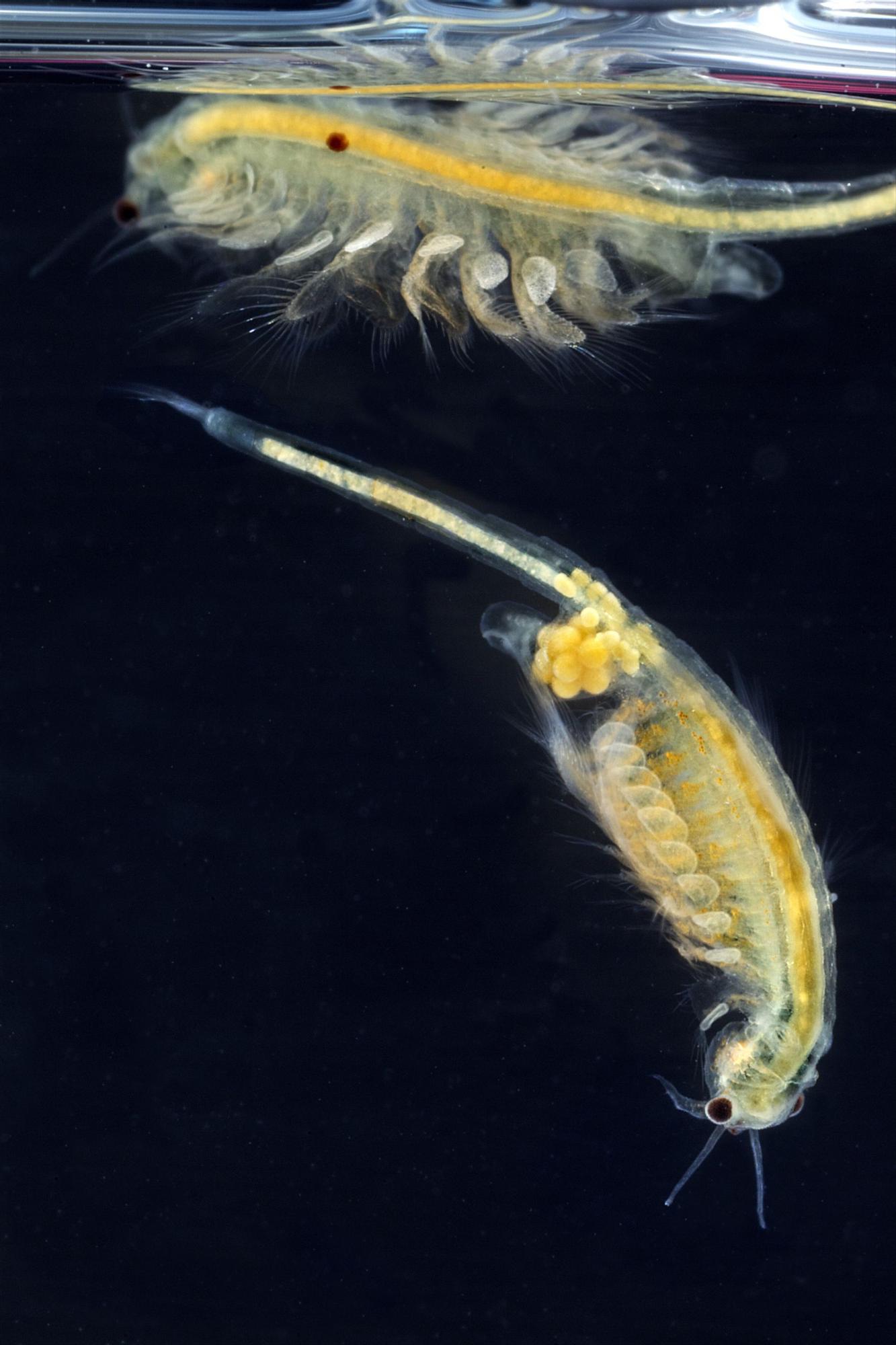 Artemia salina.