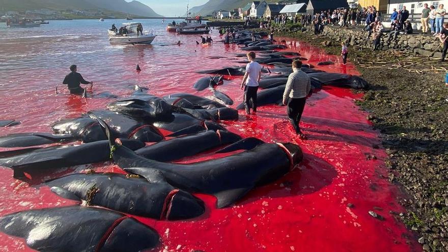 La UE critica a Islas Feroe por la matanza de 1.400 delfines este verano
