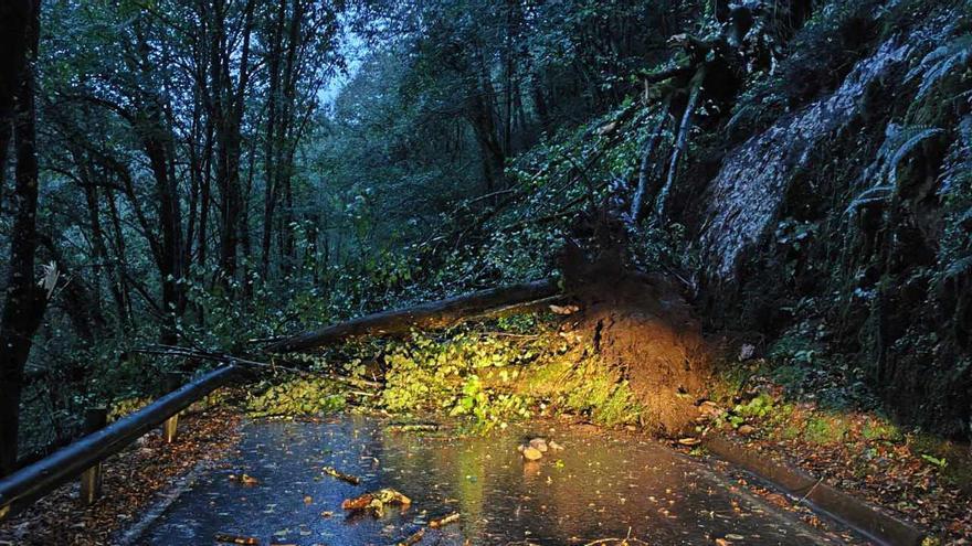 Cortada la carretera de los lagos de Covadonga por un argayo que provocó la caída de un árbol en la calzada
