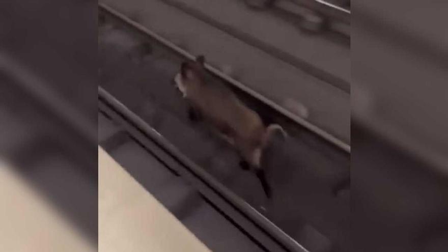 Vídeo | Un senglar es cola a les vies del metro de València