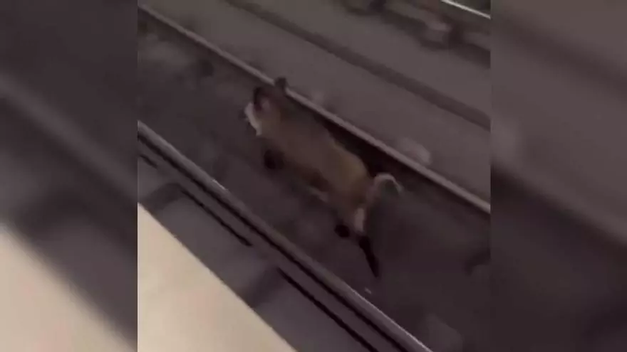 Vídeo | Un senglar es cola a les vies del metro de València