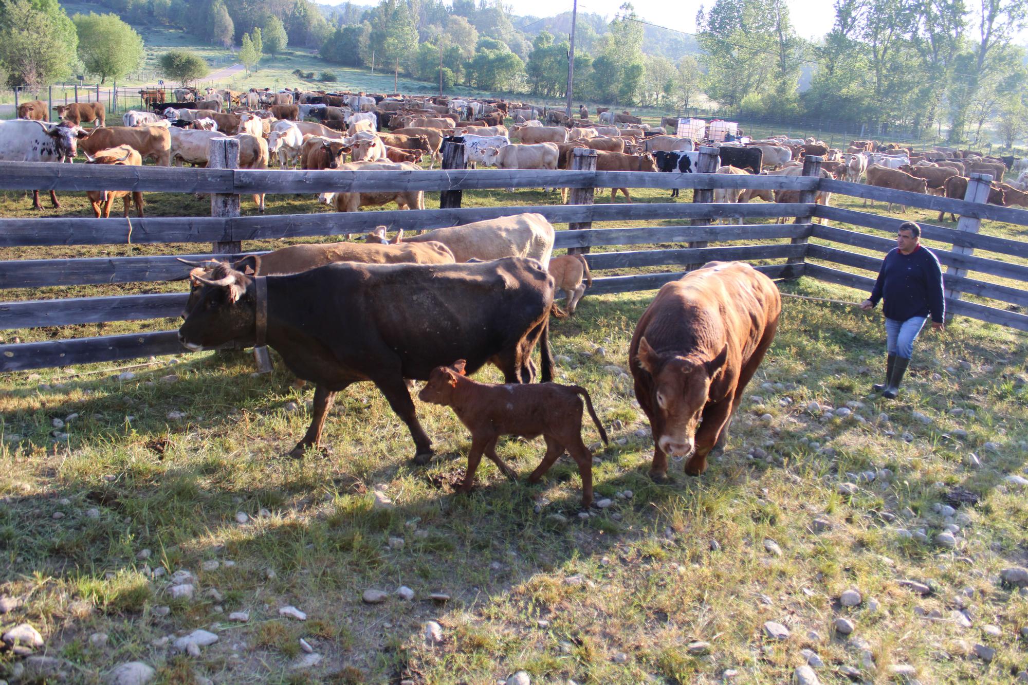 GALERÍA | Las vacas trashumantes mantienen vivo el Cordel Sanabrés