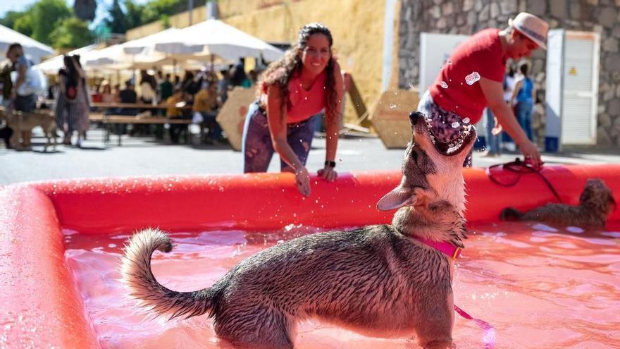 Animundo refleja la concienciación de la población de Gran Canaria con el bienestar animal