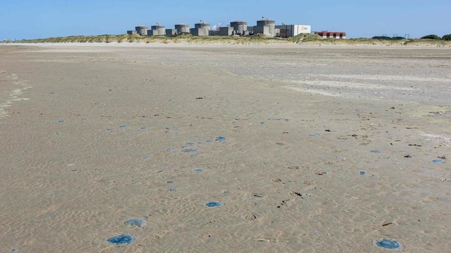 Una plaga de medusas obliga a las autoridades francesas a parar tres reactores nucleares de la central de Gravelines