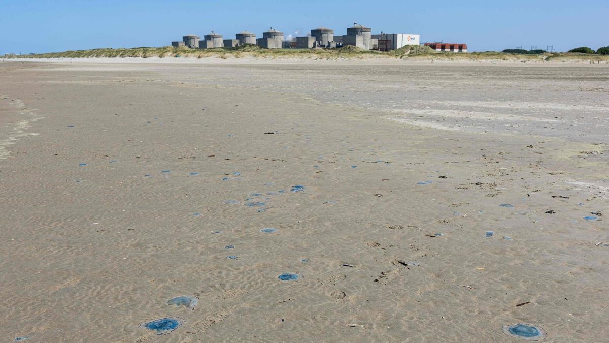 Una plaga de medusas obliga a las autoridades francesas a parar tres reactores nucleares de la central de Gravelines