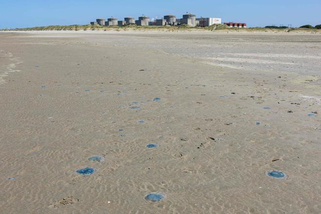Una plaga de medusas obliga a las autoridades francesas a parar tres reactores nucleares de la central de Gravelines