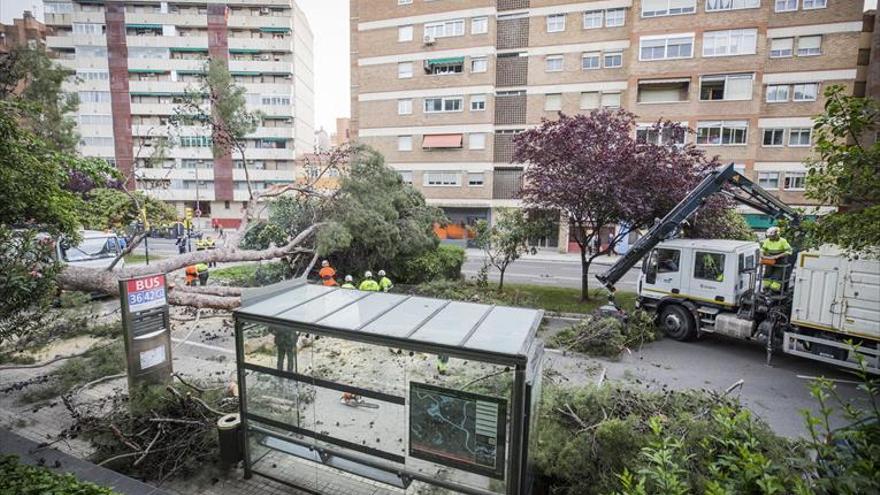 Un pino de gran tamaño se cae en la calle Rioja