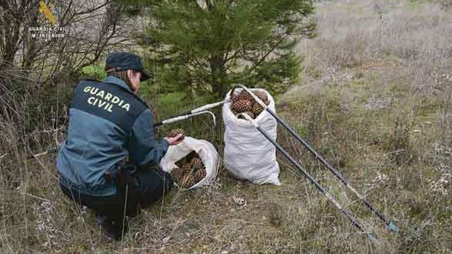 Una agente de la Guardia Civil ante unos sacos de piñas recogidos en un pinar.