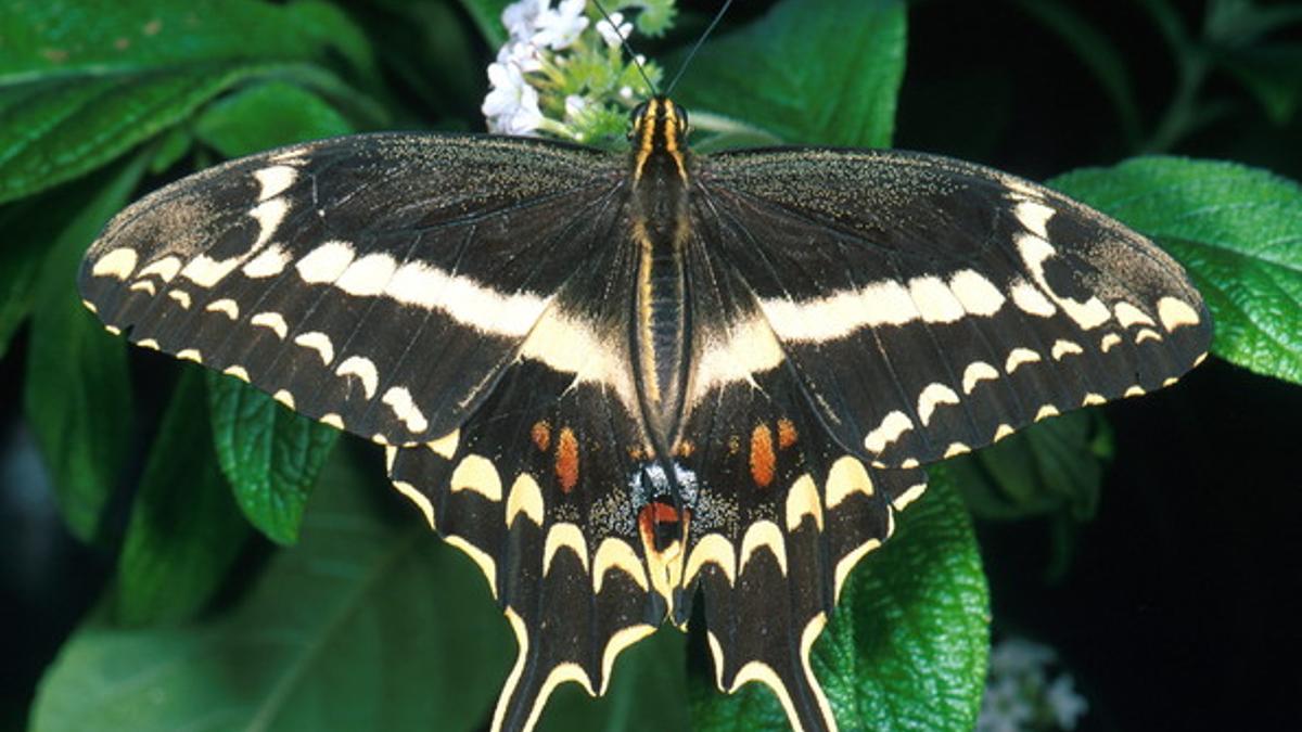 Una mariposa 'Papilio aristodemus' o 'Schaus swallowtail', en grave peligro de extinción.