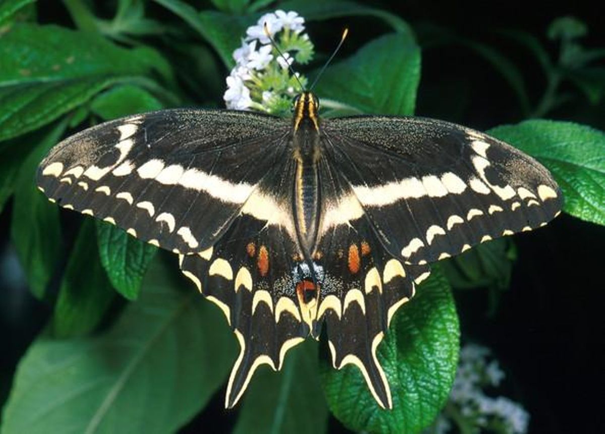 Una papallona ’Papilio aristodemus’ o ’Schaus swallowtail’, en greu perill d’extinció.