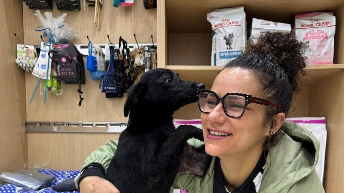 Azul solo es el primer perro de muchos que traerá la protectora de O Morrazo desde Tánger para sanarlos
