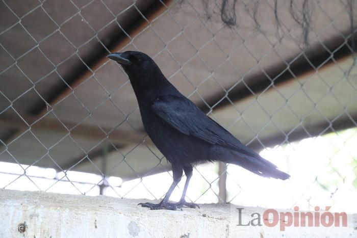 Las Águilas del Sol de Puerto Lumbreras piden ayud