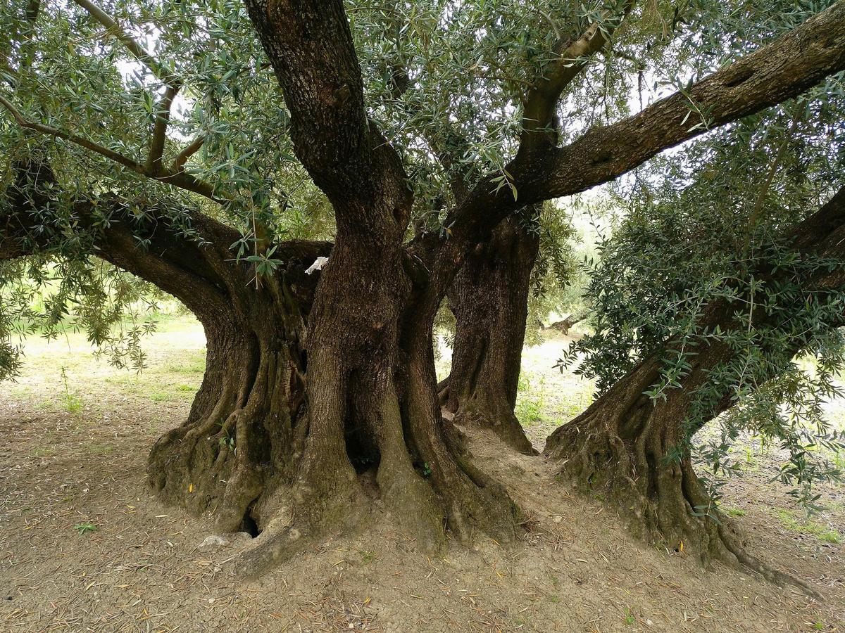 Uno de los olivos centenarios de Martos