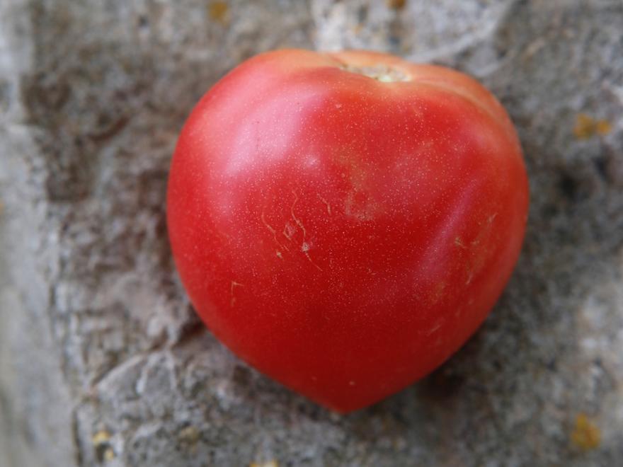 Die Rosa Tomate ist arm an Säure und umgeben von zarter Haut. Vorsicht beim Transport!