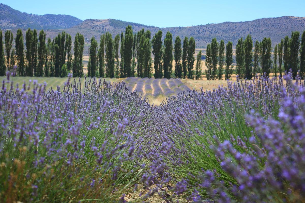 Campos de lavanda en flor de Moratalla.
