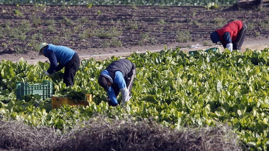 Los agricultores recogen acelgas en un campo de Castellar-Oliveral