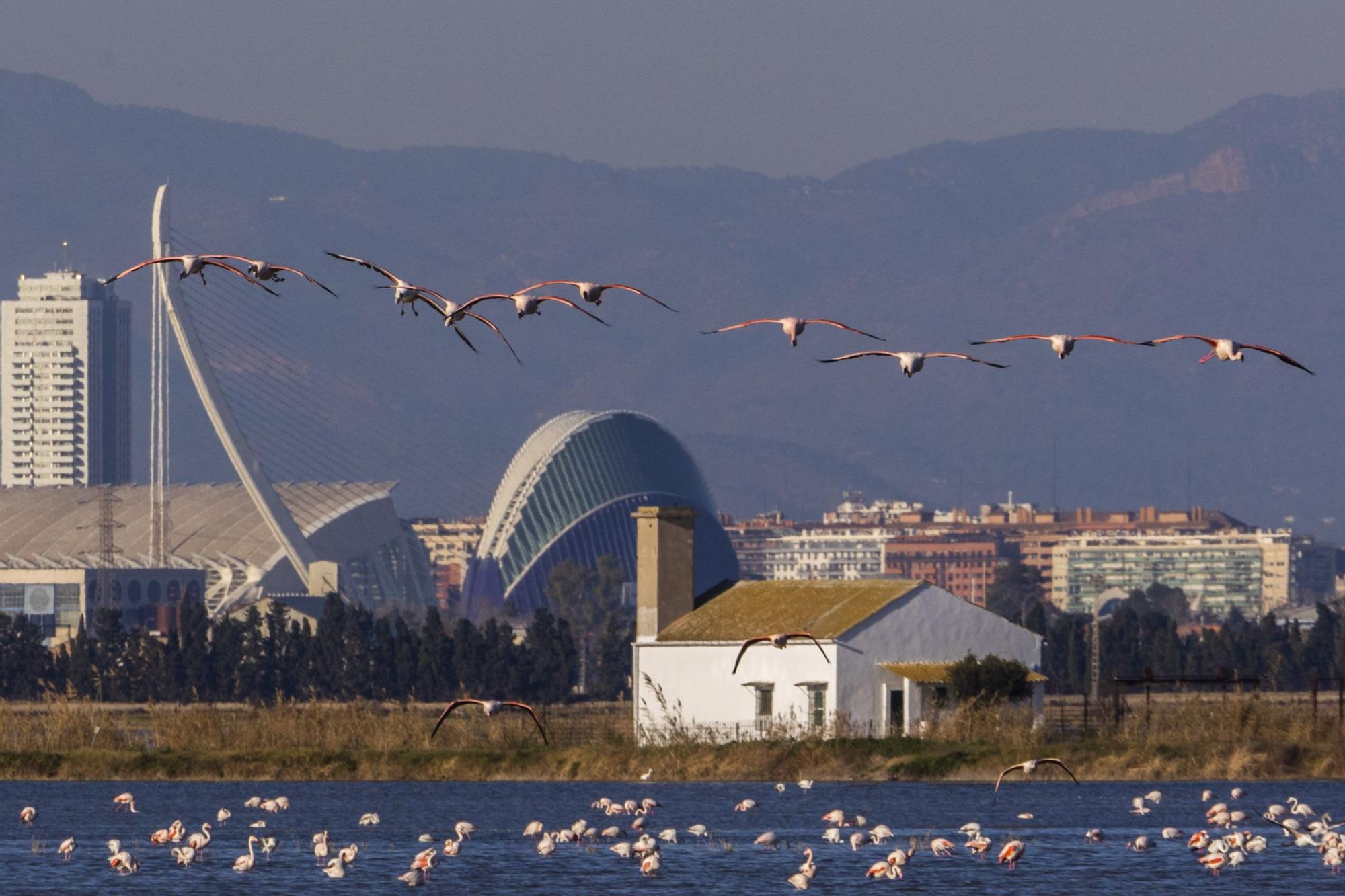 Los flamencos toman València