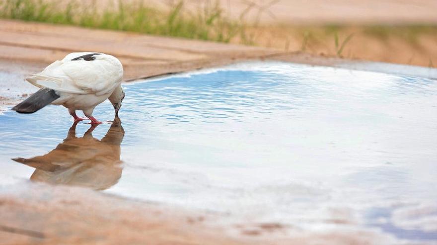 Un ave intenta refrescarse durante la ola de calor de estos días en Tenerife.