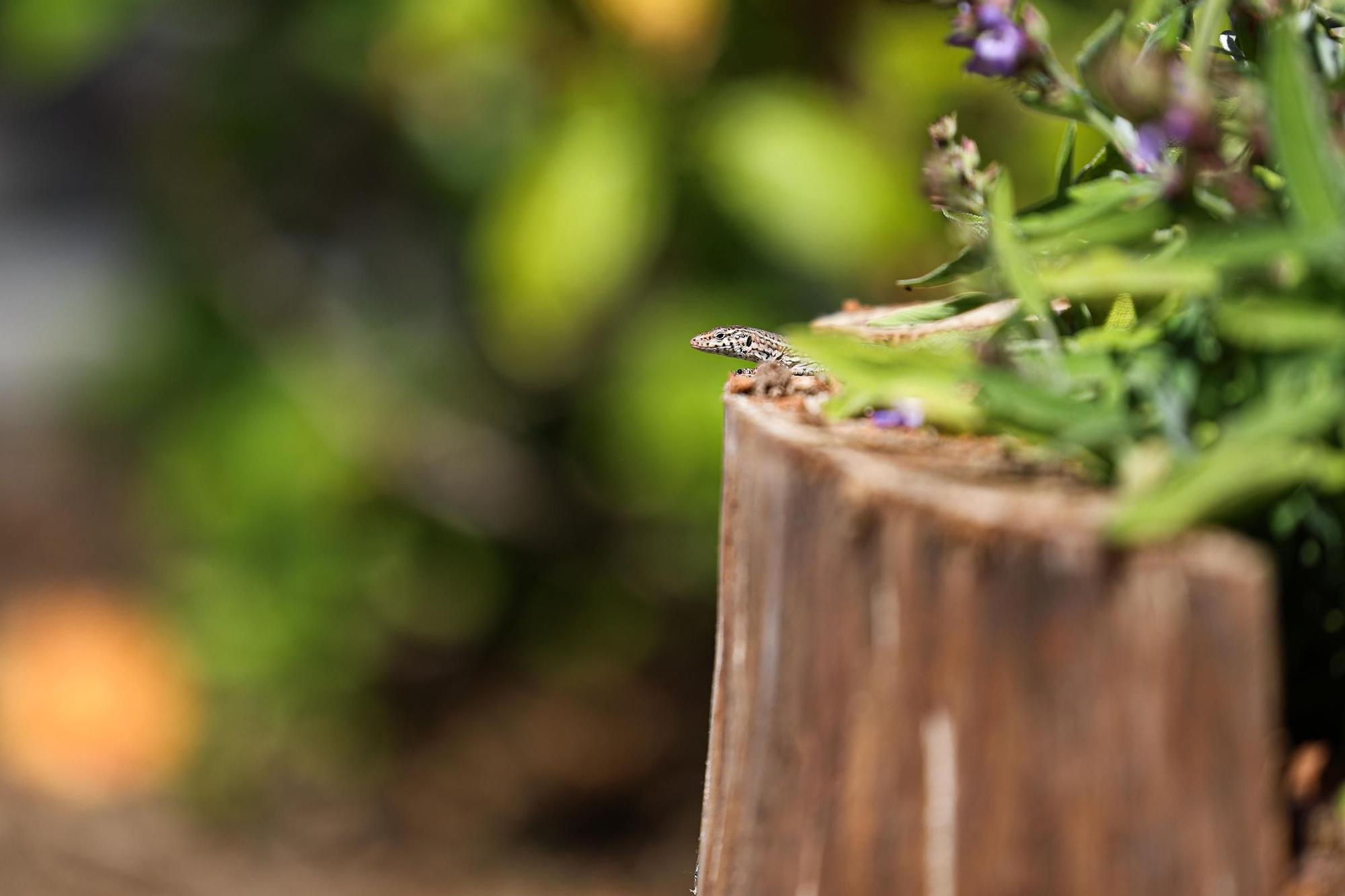 La lagartija disfruta en Ibiza de su primer refugio urbano