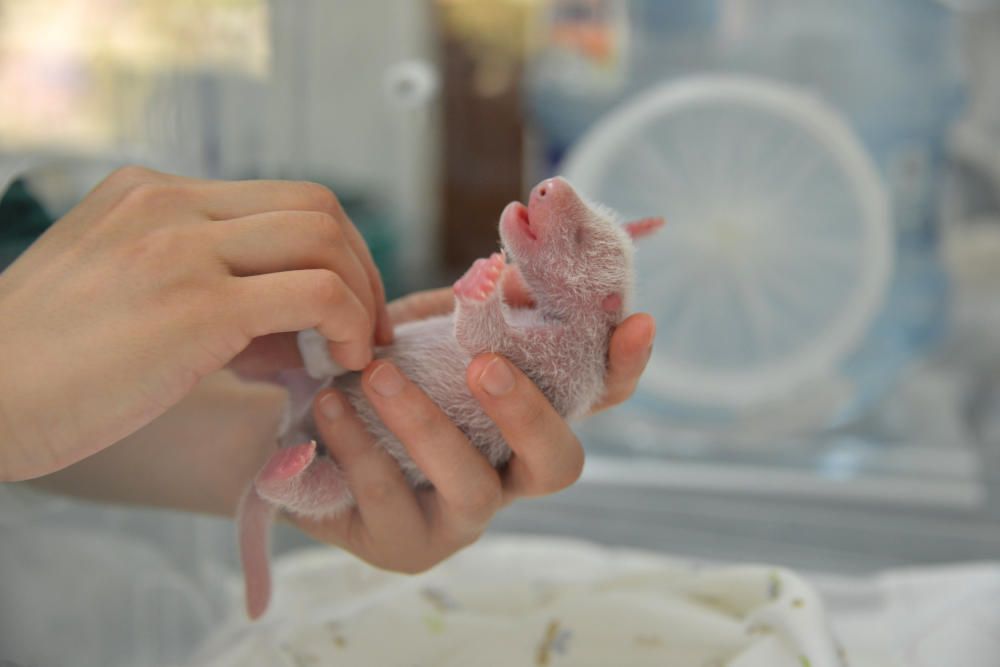 A researcher holds one of the newborn twin panda ...