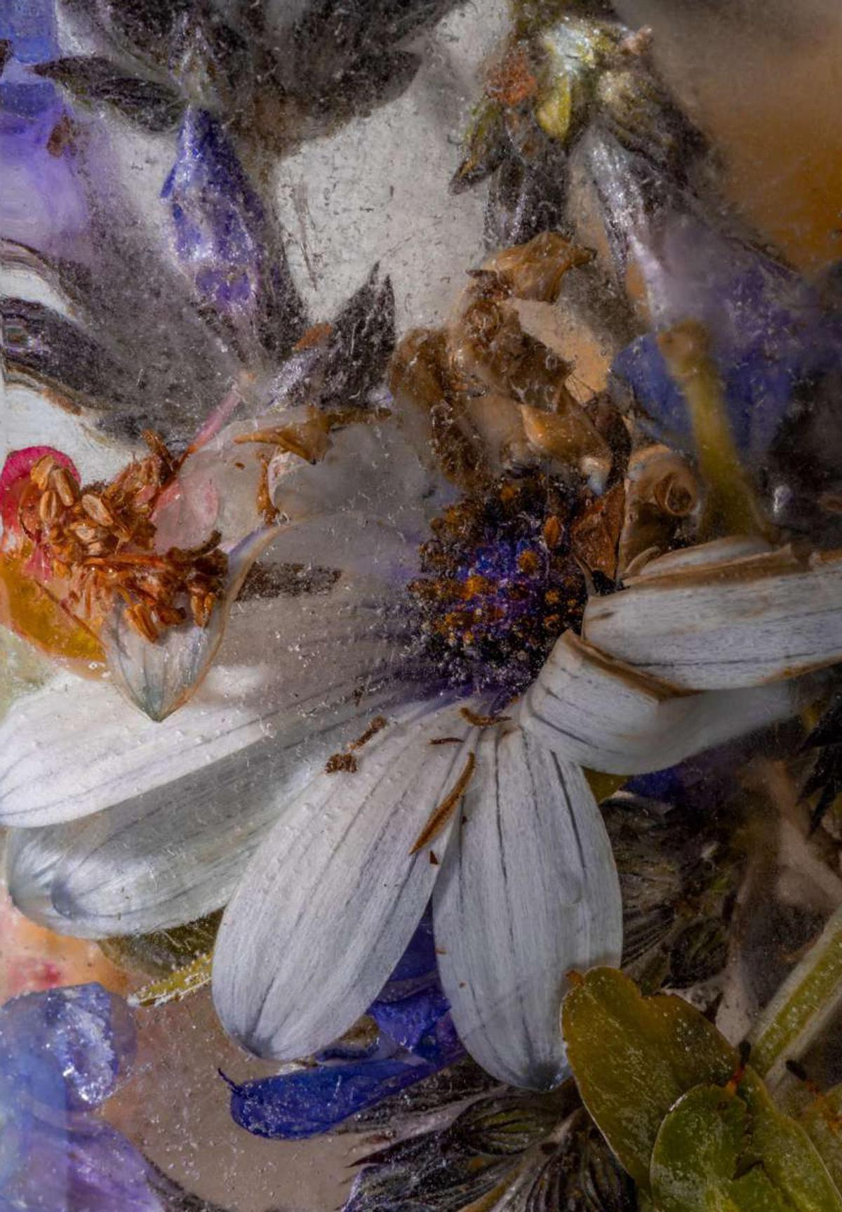 Una de les obres que conformen l'exposició "Herbarium Glaciale" de Jordi Puig.
