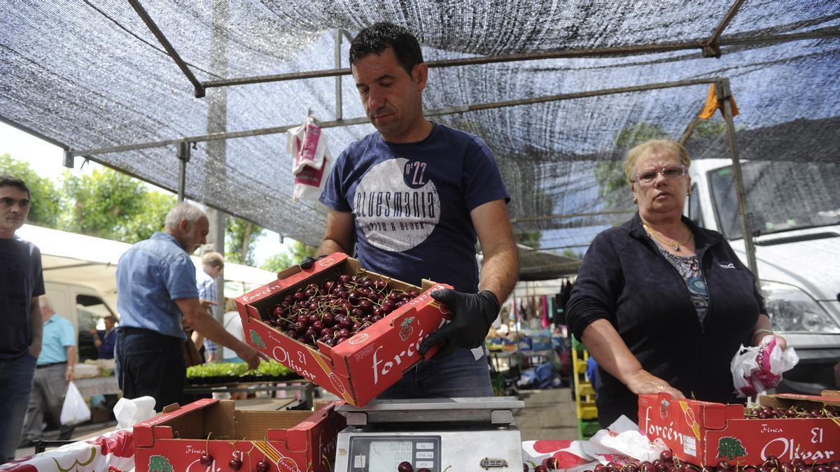 Guía de la Feira das Cereixas de Paiosaco 2026: Horarios, conciertos y talleres