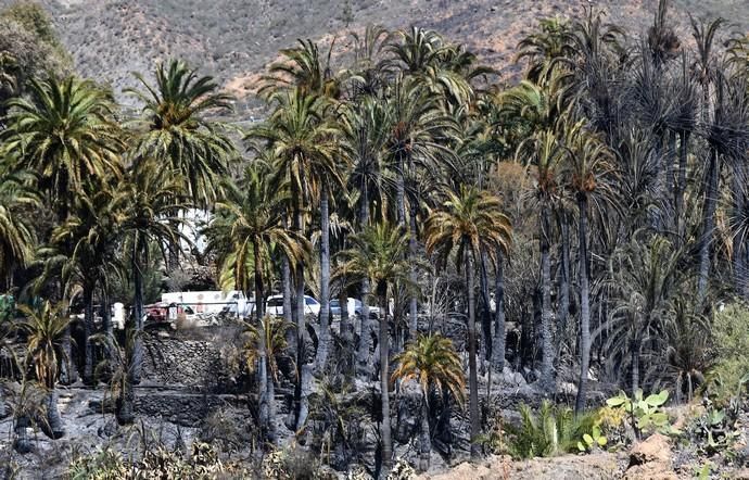 18/03/2019 FATAGA. SAN BARTOLOME DE TIRAJANA.  Incendio en Fataga, en la Finca Rural, Molino de Agua. Fotografa: YAIZA SOCORRO.  | 18/03/2019 | Fotógrafo: Yaiza Socorro