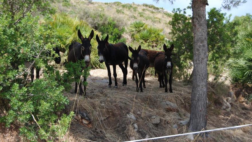 Burros contra el fuego para evitar desastres forestales en el Galatzó y el Parc de Llevant