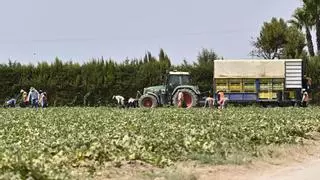 Vélez: "PP y VOX no se atreven a sancionar a las grandes empresas que abusan de los agricultores"