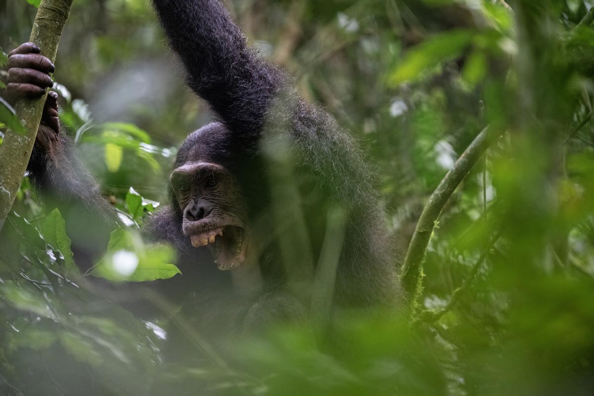 El Parque Nacional Kibale en Uganda es el mejor lugar del mundo para ver chimpancés en libertad, albergando más de 1.500 individuos y ofreciendo una tasa de avistamiento cercana al 90-95%