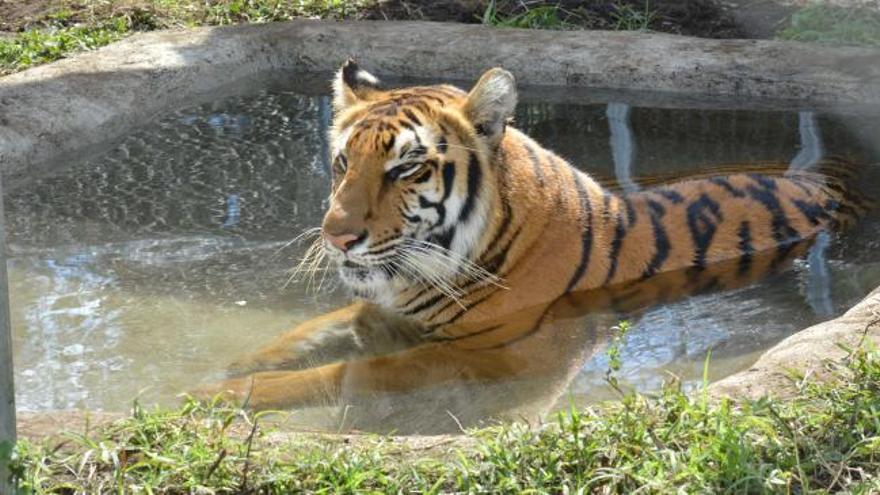 Llegan a Sudáfrica 12 tigres y 5 leones rescatados de circos