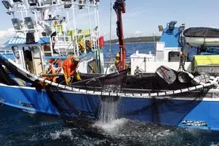 El cerco gallego prevé adelantar su amarre tras consumir la cuota adicional de sardina