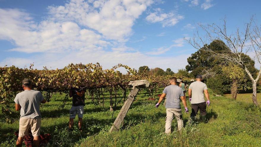 Viticultores Rías Baixas aboga por restringir las nuevas plantaciones