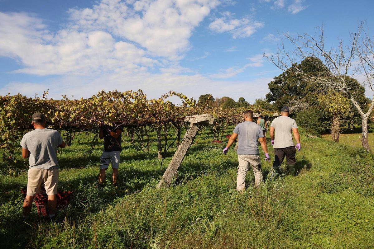 Una jornada de vendimia.